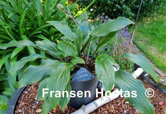 Hosta Chris' Little Watermelon