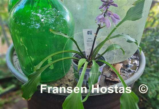 Hosta Chris' Little Watermelon