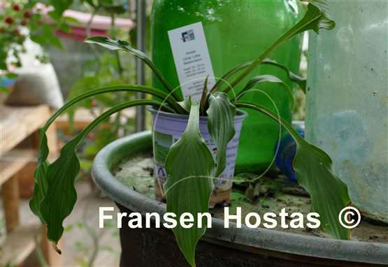 Hosta Chris' Little Watermelon