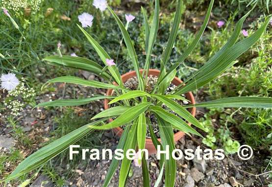 Hosta Chris' Long Lines