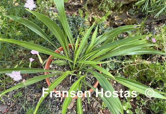 Hosta Chris' Long Lines