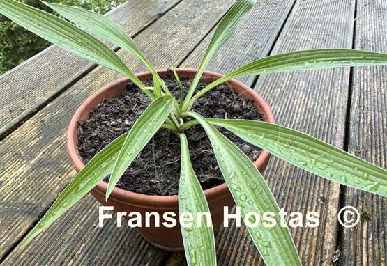 Hosta Chris' Long Lines