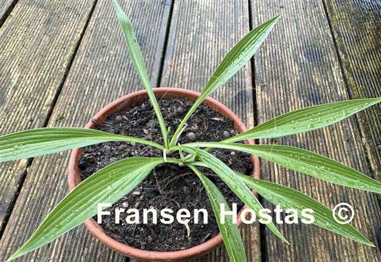 Hosta Chris' Long Lines