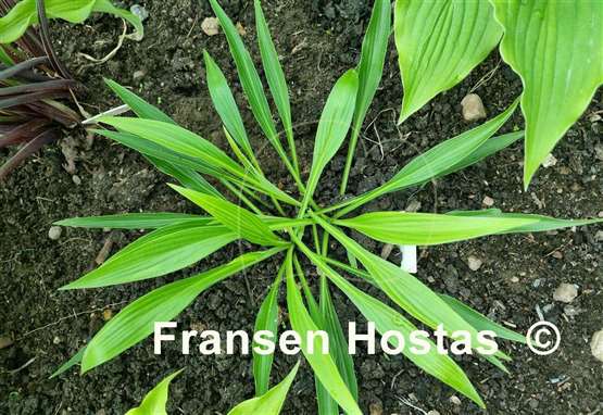 Hosta Chris' Long Lines