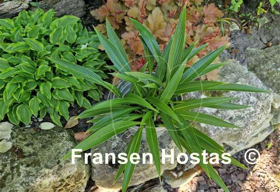 Hosta Chris' Long Lines