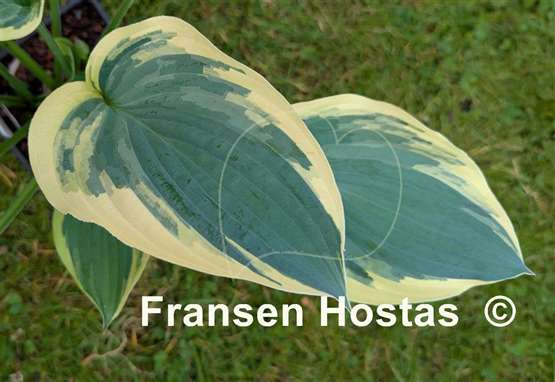 Hosta Chris' Midnight Sky