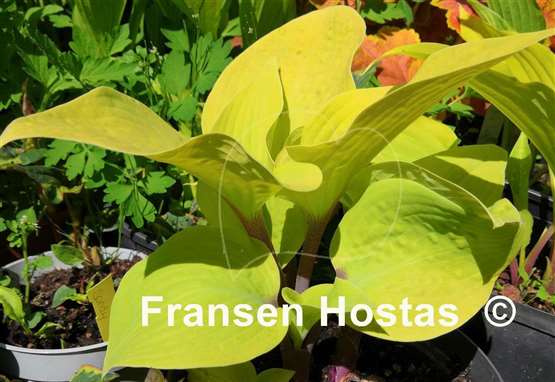 Hosta Chris' Pale Winner