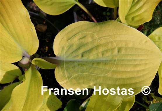Hosta Chris' Pale Winner