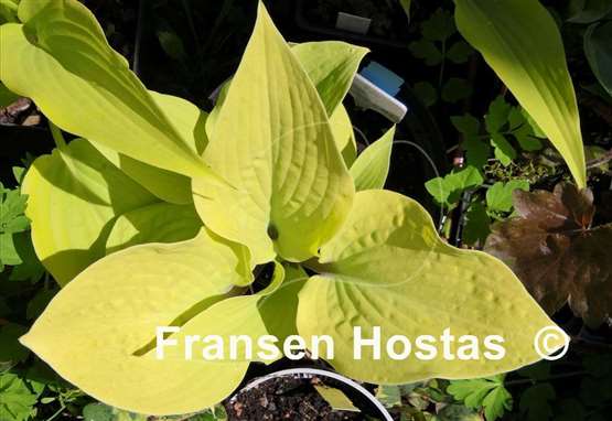 Hosta Chris' Pale Winner