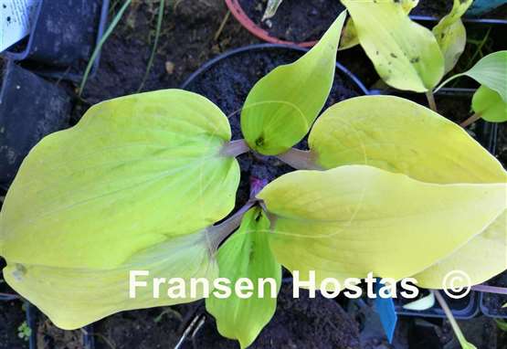 Hosta Chris' Pale Winner