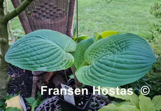 Hosta Chris' Pinky Present