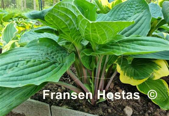 Hosta Chris' Pinky Present