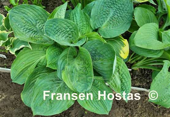 Hosta Chris' Pinky Present