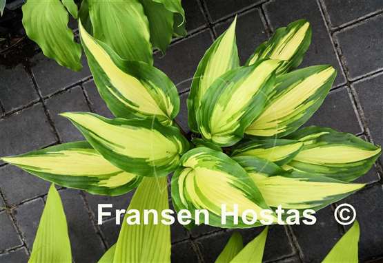 Hosta Chris' Pretty Pink Legs