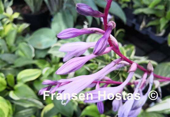 Hosta Chris' Pretty Pink Legs