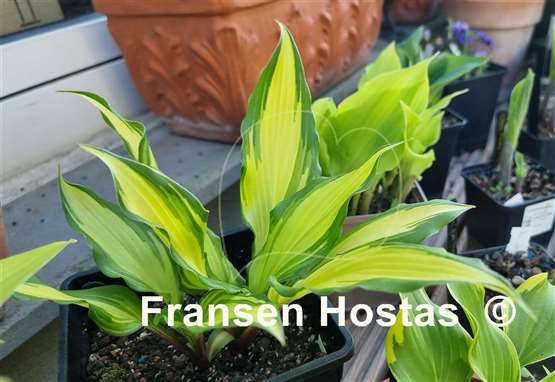 Hosta Chris' Pretty Pink Legs
