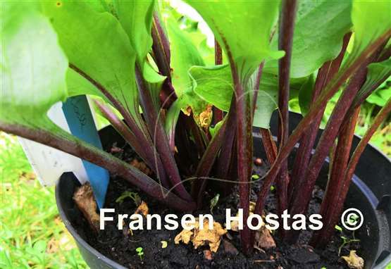 Hosta Chris' Red Lightning