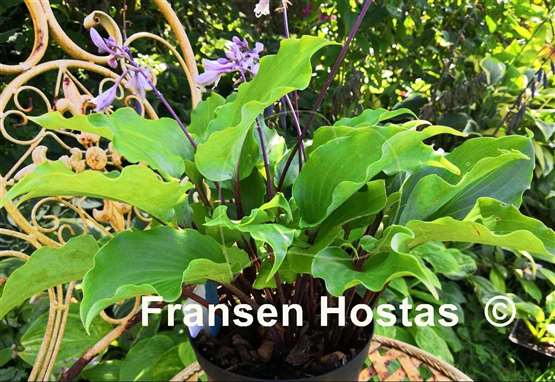 Hosta Chris' Red Lightning