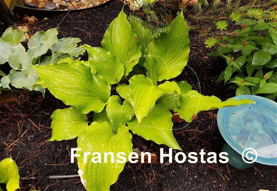 Hosta Chris' Red Lightning