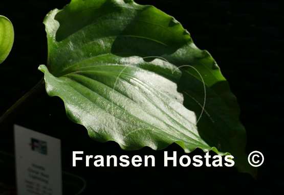 Hosta Chris' Red Lightning