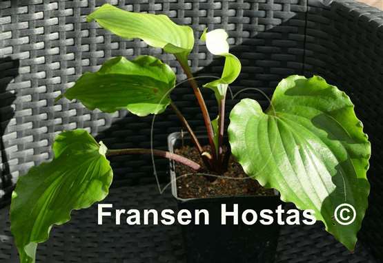 Hosta Chris' Red Lightning
