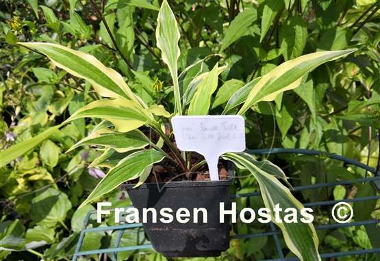 Hosta Chris' Small Talk