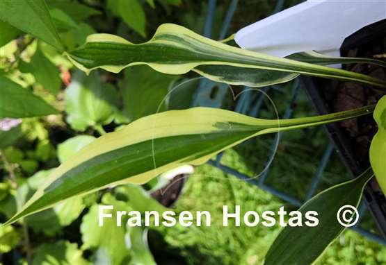 Hosta Chris' Small Talk