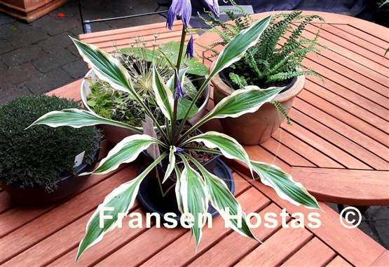 Hosta Chris' Small Talk