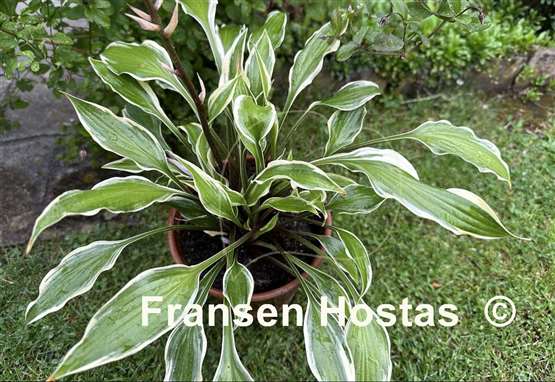 Hosta Chris' Small Talk