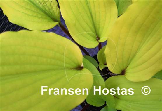 Hosta Chris' Tropical Sundown