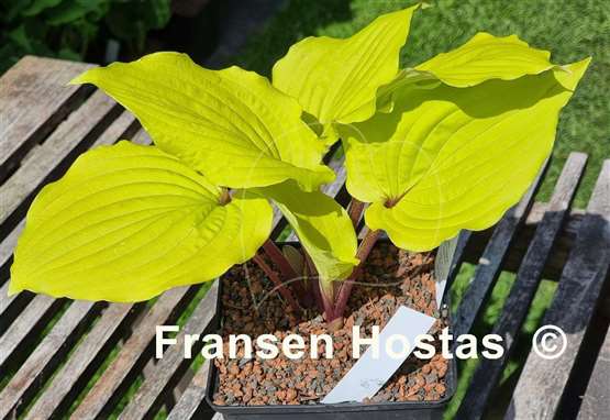 Hosta Chris' Tropical Sundown