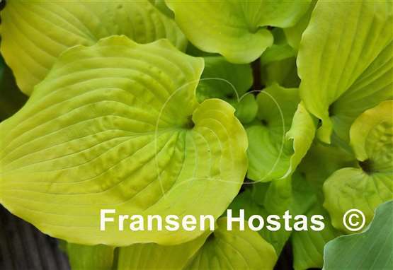 Hosta Chris' Tropical Sundown