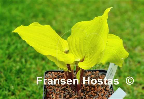 Hosta Chris' Tropical Sundown