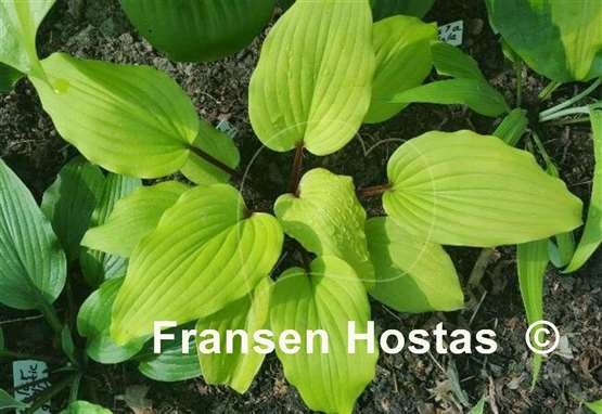 Hosta Chris' Tropical Sundown
