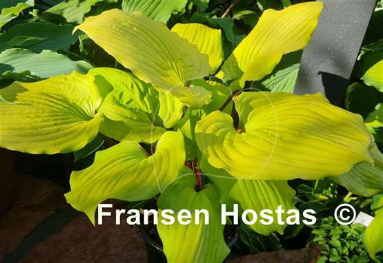 Hosta Chris' Tropical Sundown