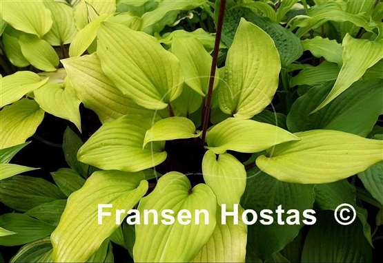 Hosta Chris' Tropical Sundown