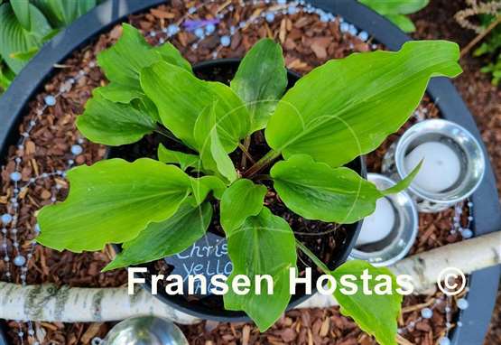Hosta Chris' Yellow Ruffles