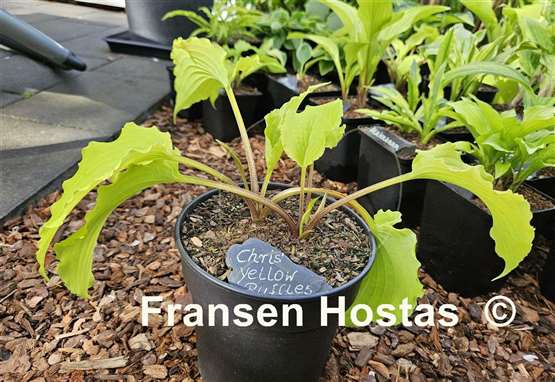 Hosta Chris' Yellow Ruffles