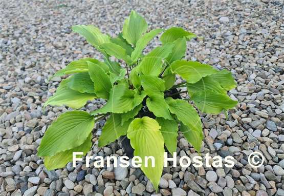Hosta Chris' Yellow Ruffles