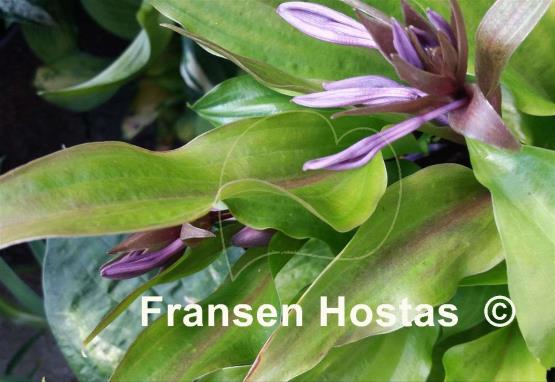 Hosta Chris' China Star