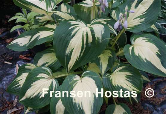 Hosta Christmas Candy