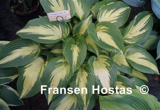 Hosta Christmas Candy