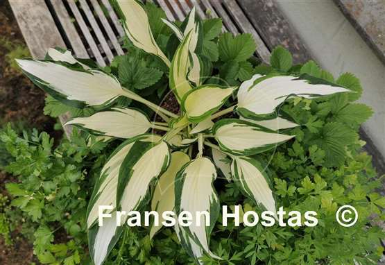 Hosta Christmas Cookies
