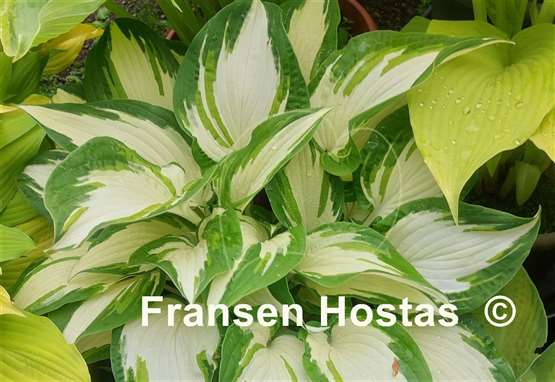 Hosta Christmas Cookies