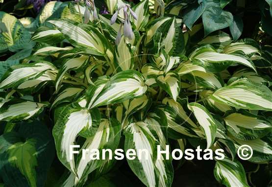 Hosta Christmas Cookies