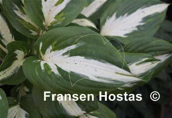 Hosta Christmas Island