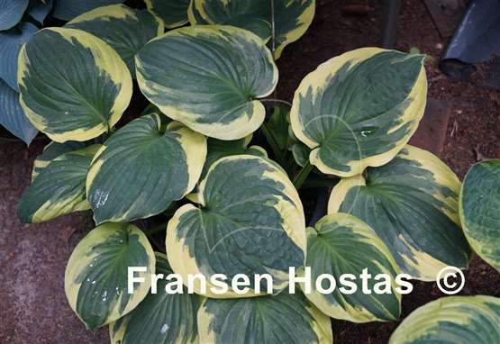 Hosta Christmas Lights