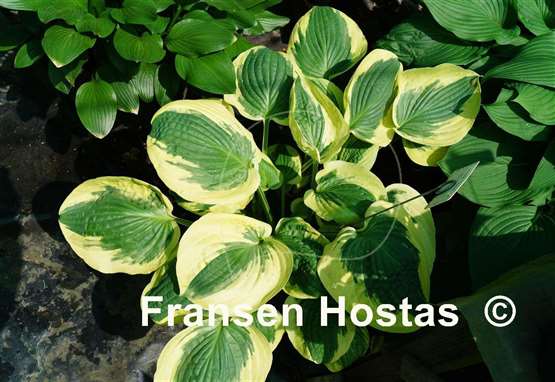 Hosta Christmas Pageant
