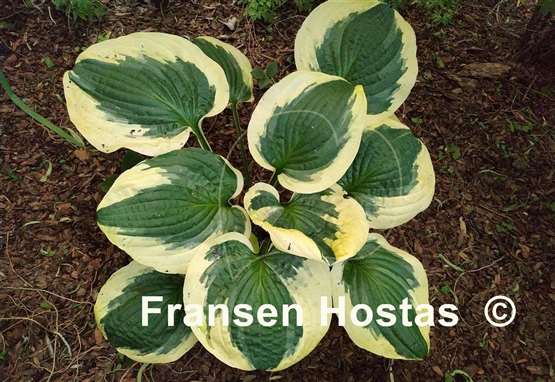 Hosta Christmas Pageant