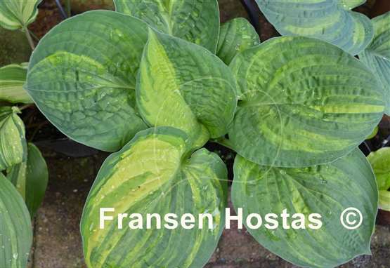 Hosta Christmas Tree Gala